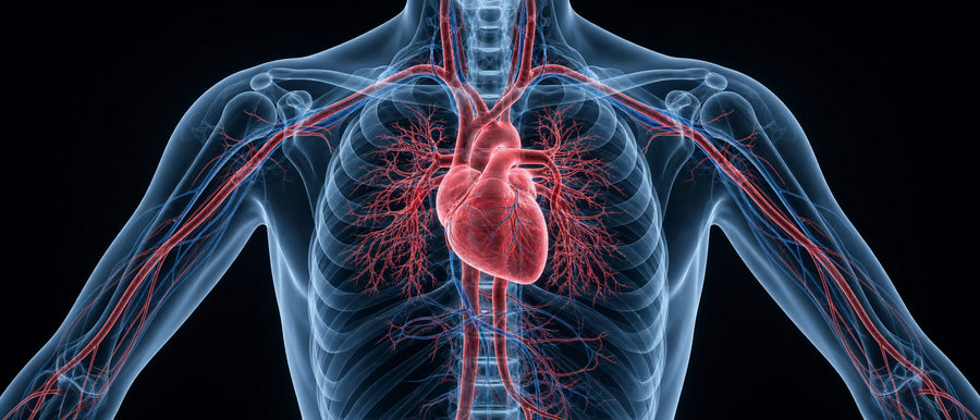 Brain/Heart/Nervous System